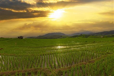 Rice field and sunset in Chiang mai, Thailand 19036379 Stock Photo at ...