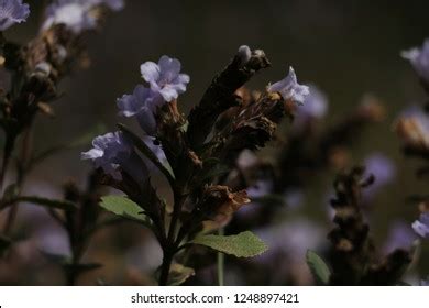 Kurinji Neelakurinji Found Nilgiri Hills Blue Stock Photo 1248897421 ...