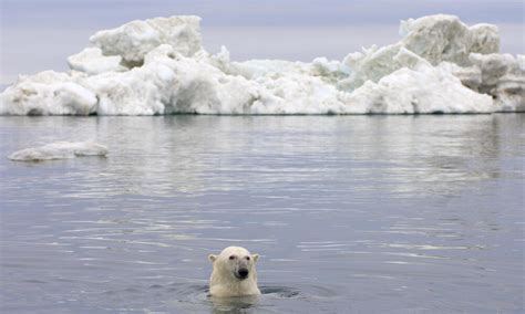 Polar bear population decline a wake up call for climate change action ...