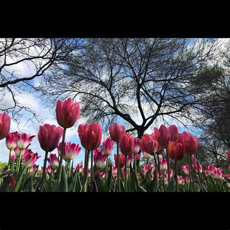 Tulips in Garden 16975644 Stock Photo at Vecteezy