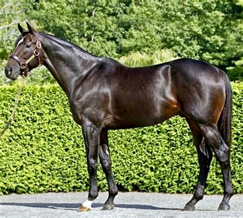 Thoroughbred stallion, San Pablo. photo: Barbara Livingston ...