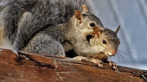 I Love You Mommy - Yucatan Squirrel | Focusing on Wildlife