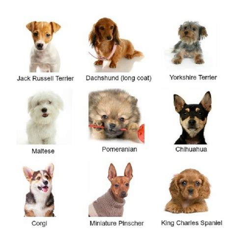 Small Dog Breeds Chart List | All Dog Breeds | Dog breeds chart, Types ...