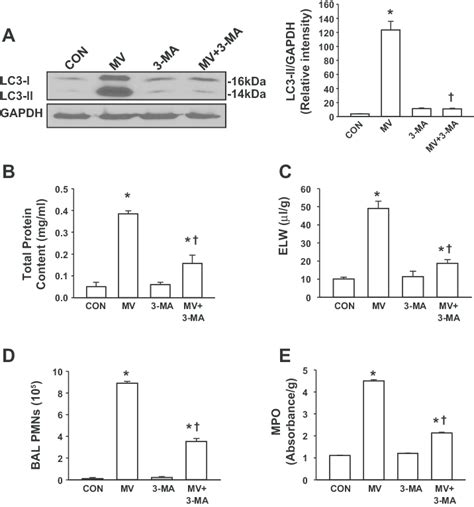 Autophagy inhibitor 3-methyladenine (3-MA) attenuated mechanical ...