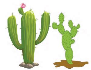 Give any two adaptations of Desert plants.