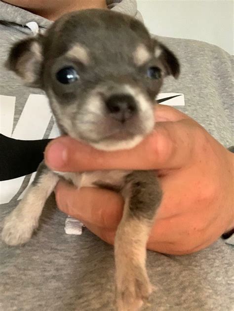 Blue chihuahua puppy | in Wolverhampton, West Midlands | Gumtree