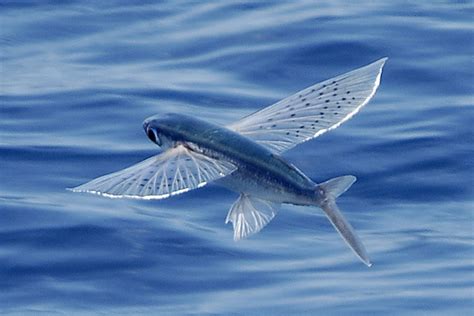 The Flying Fish Species Exocoetidae The flying... — Scoop of Saltwater