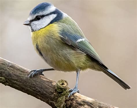 Bird of the month – April 2022 – The Blue Tit – Vinters Valley Nature ...