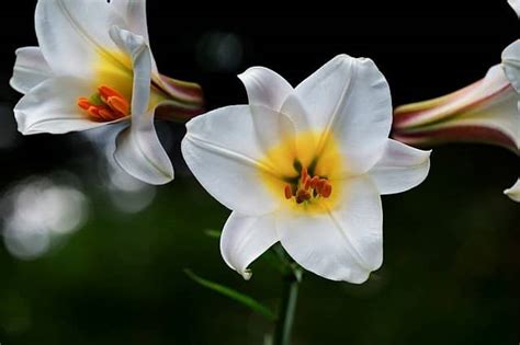 Top 22 Most Beautiful White Flowers In The World - White Flowering For ...