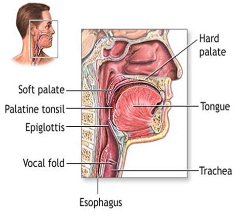 Epiglottis - Definition, Location, Function, Problems and Treatment ...