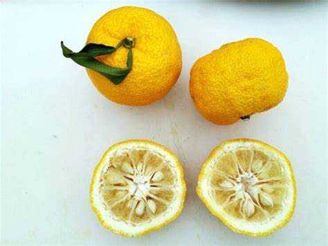 Citrus junos - Yuzu (plant) QLD ONLY! | Herbalistics