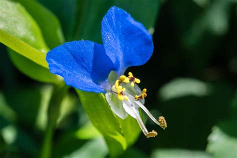 15+ Weeds With Blue Flowers 🔍️ [Blue Weed Identification Guide ...