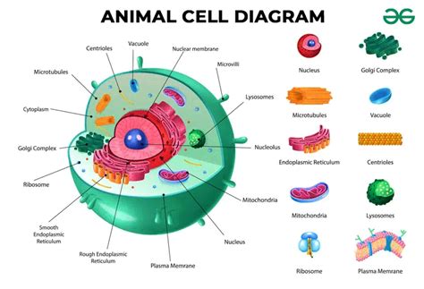 Diagram of Animal Cell - Overview, Structure, & Functions