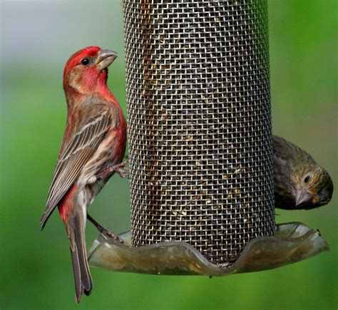 House Finch Bird Feeder | Birdcage Design Ideas