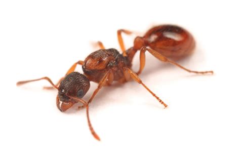 Buy Myrmica rubra Colony Live Queen Ant Best Ants UK (Queen ant with 30 ...