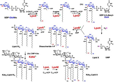 Pathway for lipid A biosynthesis in Arabidopsis thaliana resembling ...