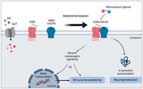 Dopamine Receptors Function