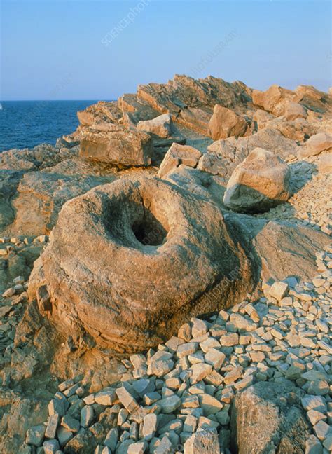 Fossil forest, Lulworth Cove, Dorset - Stock Image - E440/0069 ...