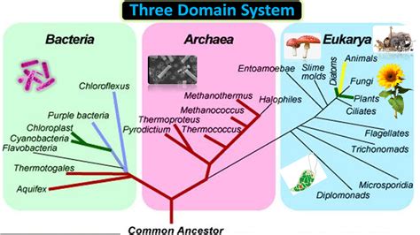 Domain Archaea Characteristics