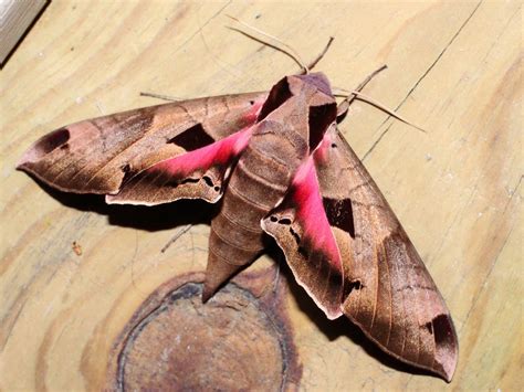 Achemon Sphinx Moth: Identification, Life Cycle, Facts & Pictures