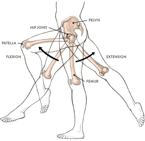 Joints and Joint Movement - Classic Human Anatomy in Motion: The Artist ...