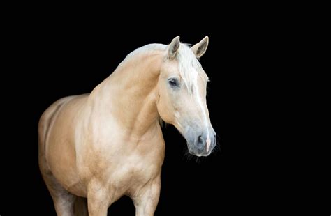 The Palomino Horse: Explore The Facts Behind The Gold