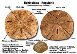 Sand Dollar - Digestive systems