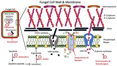 antifungal_sites_of_action [TUSOM | Pharmwiki]