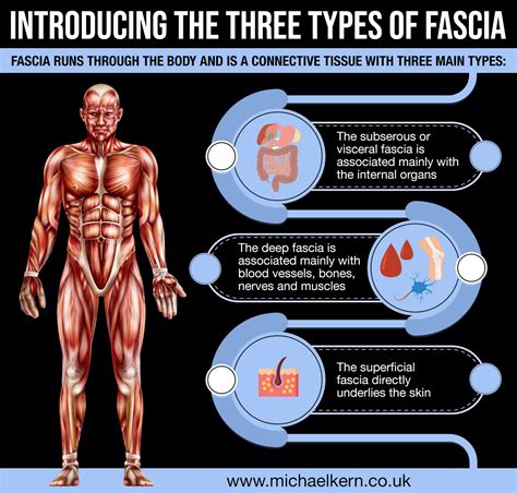 Fascia runs through the body and is a connective tissue with three main ...