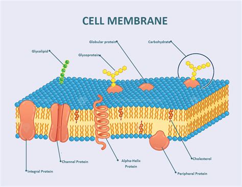 Cell Membrane Labeled Cell Biology Notes, Biology Revision, Biology ...