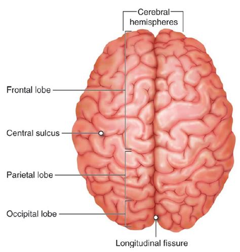 Brain | Anatomy and Physiology I