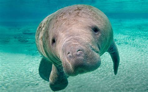 10+ Manatee HD Wallpapers and Backgrounds