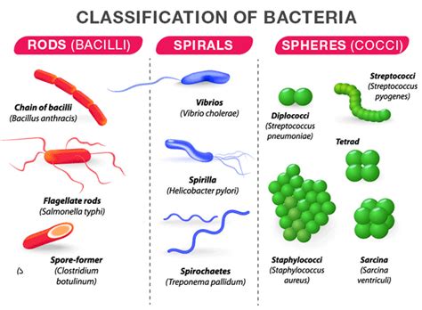 types of plasmid in bacteria