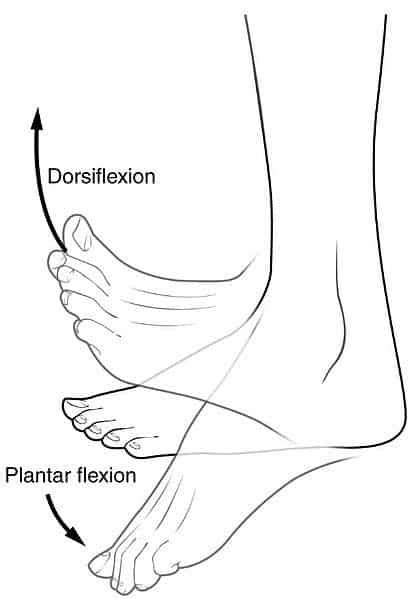 Back Extension Vs Flexion