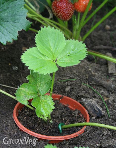 How to Grow New Strawberry Plants from Runners