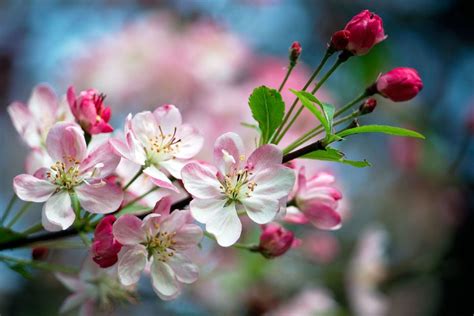 Here are the official state flowers of all 50 states (plus D.C.)