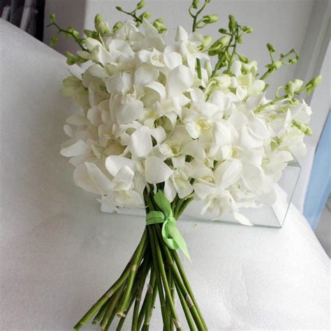 gousicteco: Orchid Dendrobium White Images