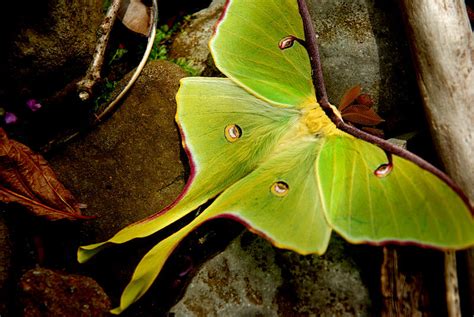 Conor's Blog: Lunar Moth Research - Anatomy Project