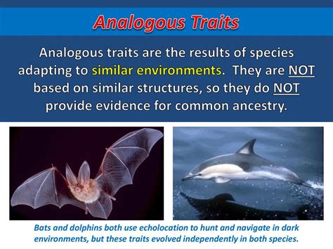 Common Ancestry and Evolution - ppt download