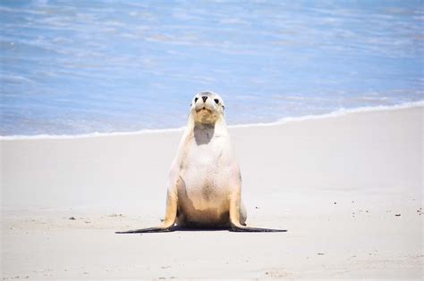 Visiting Seal Bay Conservation Park | Explore Shaw