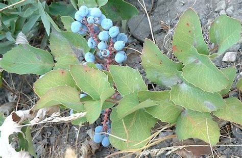 Oregon grape | Evergreen shrub, Mahonia, Pacific Northwest | Britannica