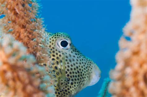 Trunkfish Marine Species Costambar Beach Puerto Plata Diving