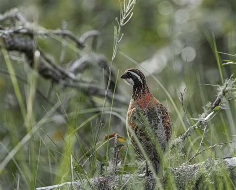 How to Identify Bobwhite Quail Habitat in Different States