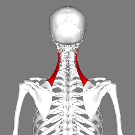 Solving Trigger Points of the Levator Scapulae Muscle & A Chronic Pain ...