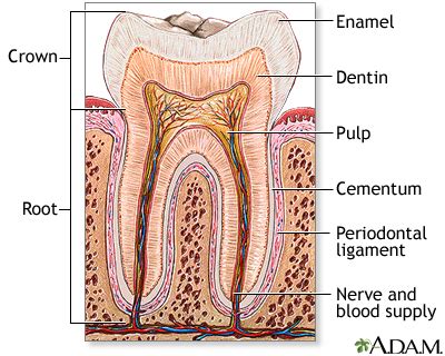 Teeth Anatomy