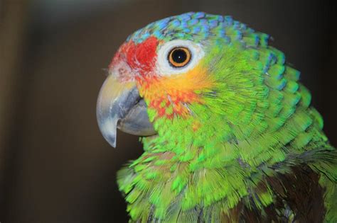 Parrot Ara Birds free image download