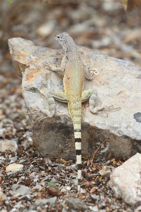 What is a Zebra-tailed Lizard (Callisaurus draconoides) | Southwest ...