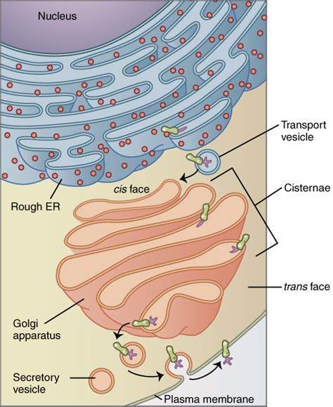 Difference Between Cis and Trans Face of Golgi Apparatus | Compare the ...