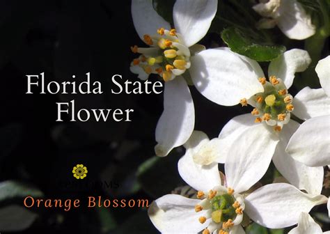 Florida State Flower