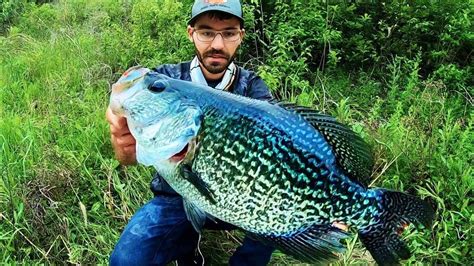 Crappie Fish Record